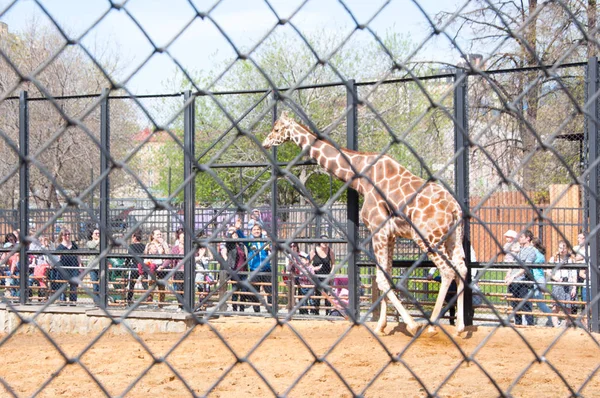 Moscow Russia May Crowd People Look Giraffe Moscow Zoo May — Stock Photo, Image