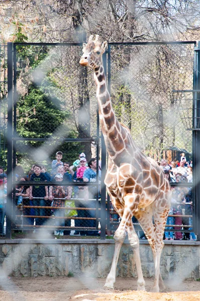 莫斯科 5月01日 长颈鹿在笼子在莫斯科动物园在2017年5月01日 莫斯科动物园是俄罗斯第一个在1864年成立的动物园 由俄罗斯帝国学会驯化动物和植物 — 图库照片