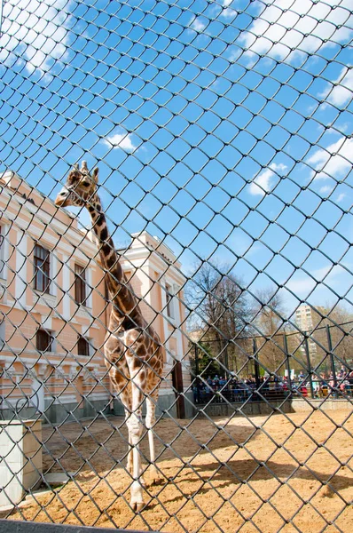 Moscow Russia May Giraffe Cage Moscow Zoo May 2017 Moscow — Stock Photo, Image