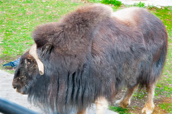 Muskox Covered Thick Coat — Stock Photo, Image