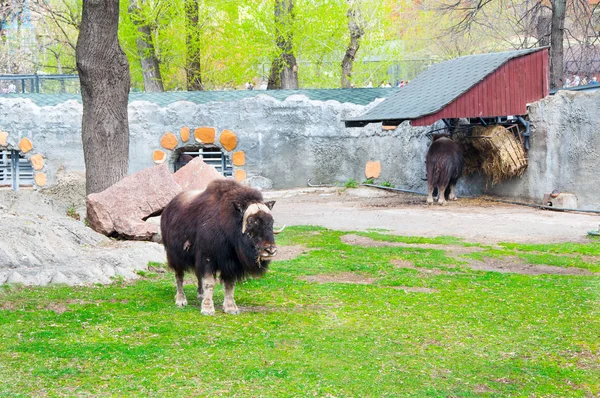 Couple Muskoxs Midday Cage — Stock Photo, Image