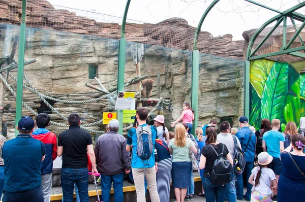 Moscou, Rússia-01 de maio: As pessoas olham para o orangotango de Sumatra no Zoológico de Moscou em 01 de maio de 2017 em Moscou . — Fotografia de Stock