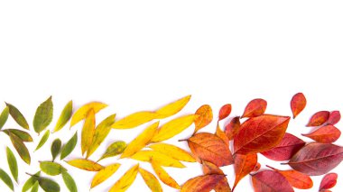 Beyaz arka planda sonbahar yaprakları. Sonbahar konsepti.