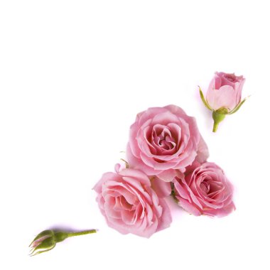 Beyaz arkaplandaki güllerin bileşimi