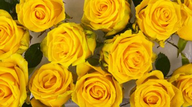 Suda sarı güller. Arkaplan.