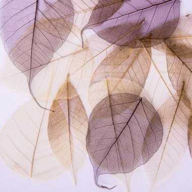 Arkaplan olarak yaprak grubu