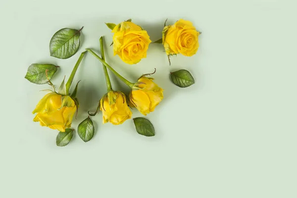 Rosas amarillas sobre fondo verde — Foto de Stock