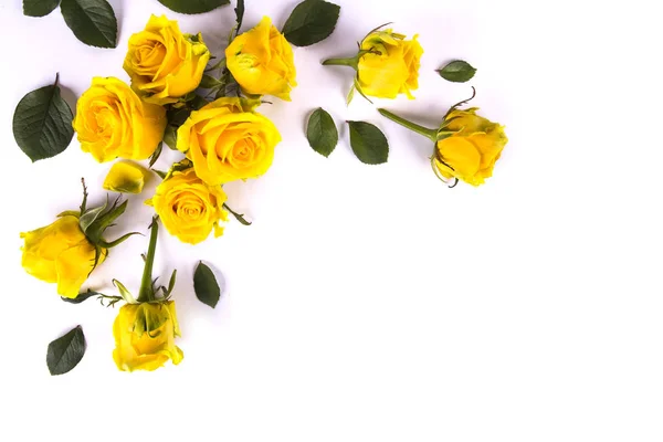 Желтые розы на белом фоне — стоковое фото
