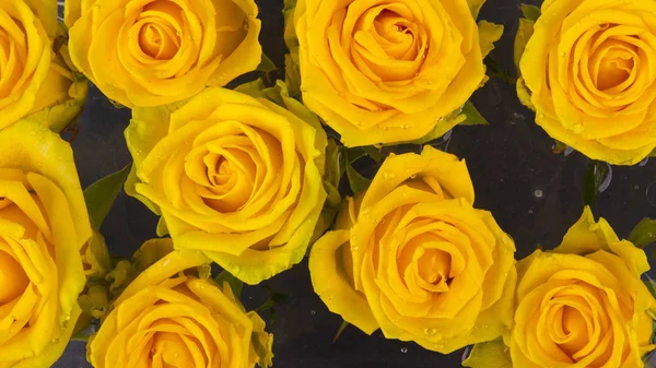 Gele rozen in het water. Achtergrond. — Stockfoto