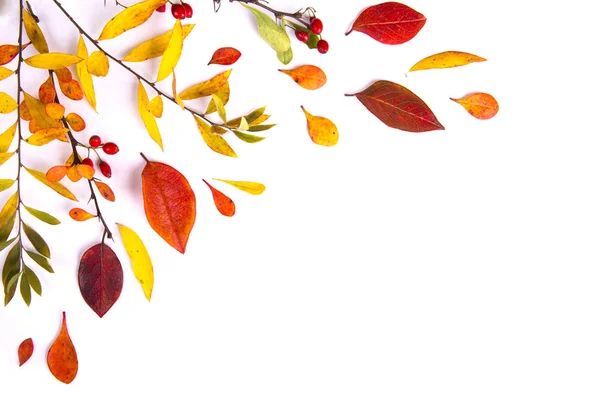 Branches d'épine-vinette et feuilles d'automne sur fond blanc. Autum — Photo