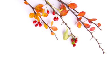 Böğürtlen dalları. Sonbahar konsepti.