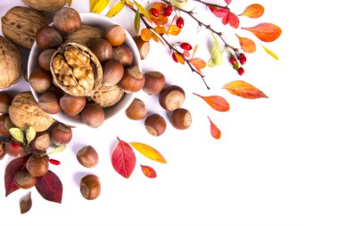 Beyaz arka planda böğürtlen dalları, fındıklar ve sonbahar yaprakları.