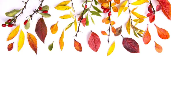 Branches of barberry on whte. Autumn concept. — Stock Photo, Image