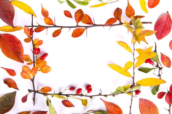 Осенние листья на белом фоне. Осенняя концепция . — стоковое фото