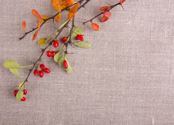 Branches of barberry on linen fabric. Autumn concept. — Stock Photo, Image