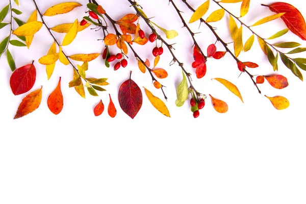 Beyaz arka planda böğürtlen dalları ve sonbahar yaprakları. Otomatik