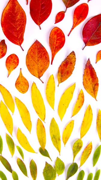 Hösten löv på en vit bakgrund. Höstkoncept. — Stockfoto