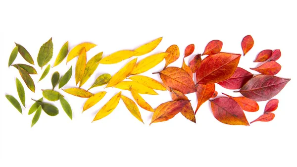 Podzimní listí na bílém pozadí. Podzimní koncept. — Stock fotografie