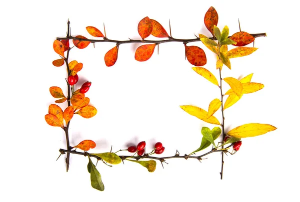 Podzimní listí na bílém pozadí. Podzimní koncept. — Stock fotografie