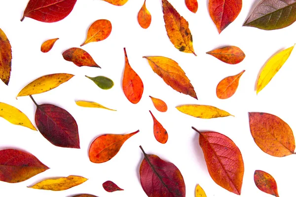Foglie d'autunno su sfondo bianco. Concetto autunno . — Foto Stock