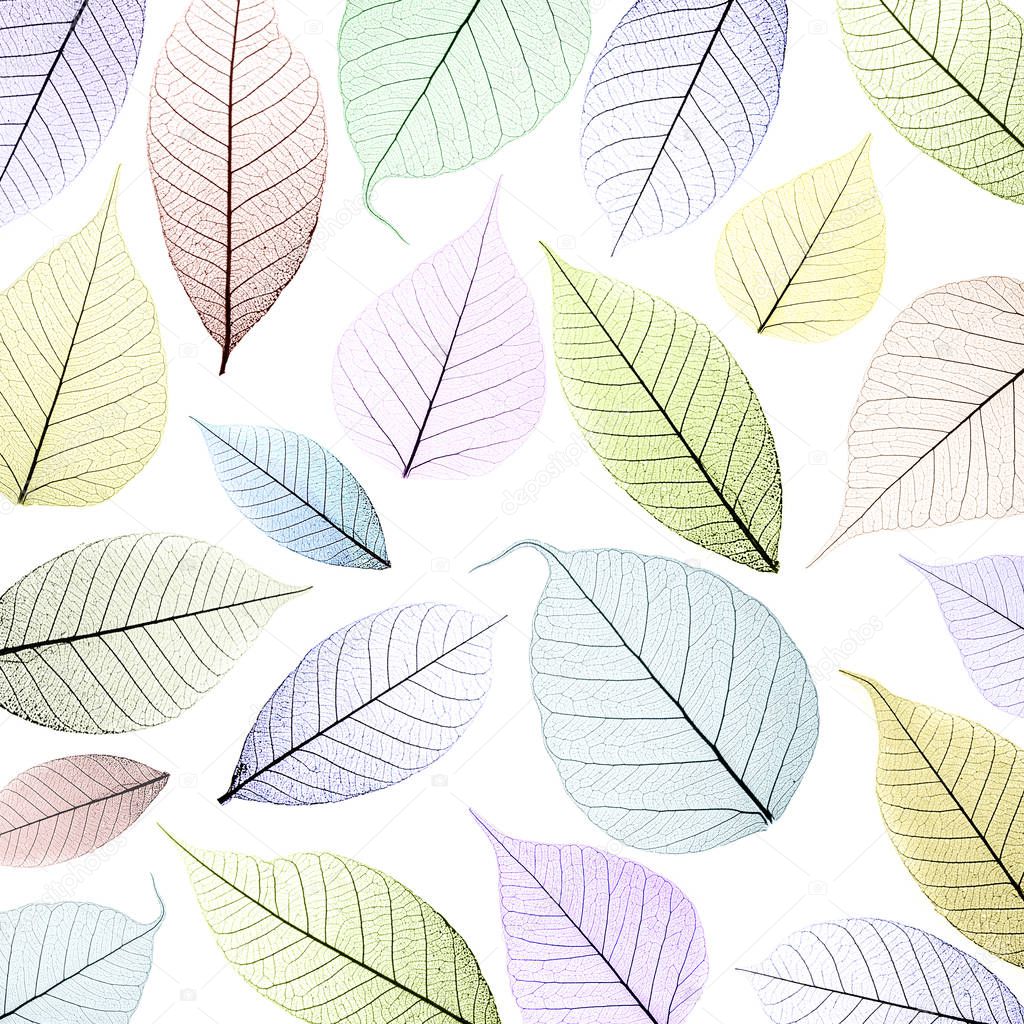Leaf abstract background
