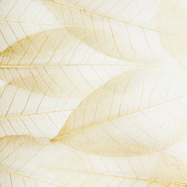 Skeleton leaves background — Stock Photo, Image