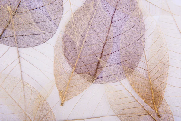 スケルトンの葉の背景 — ストック写真