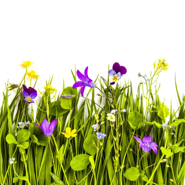 Květiny a tráva, bílé pozadí — Stock fotografie