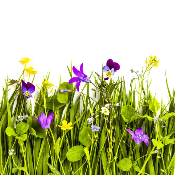 Flores y hierba, fondo blanco — Foto de Stock