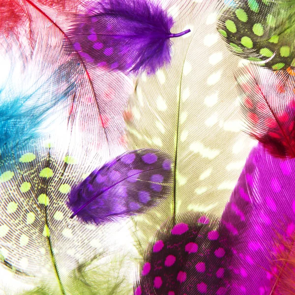 Plumas coloridas brillantes —  Fotos de Stock