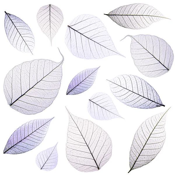 Leaf abstract background — Stock Photo, Image