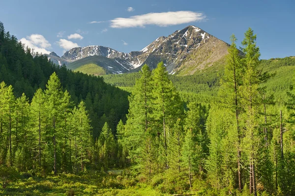 Mooie zomerse landschap, Altaj Rusland. — Stockfoto