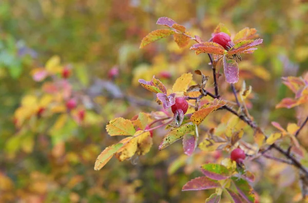 Briar, wild rose hip shrub in nature