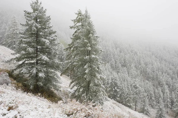 Mountains, winter snowy forest. — Stock Photo, Image