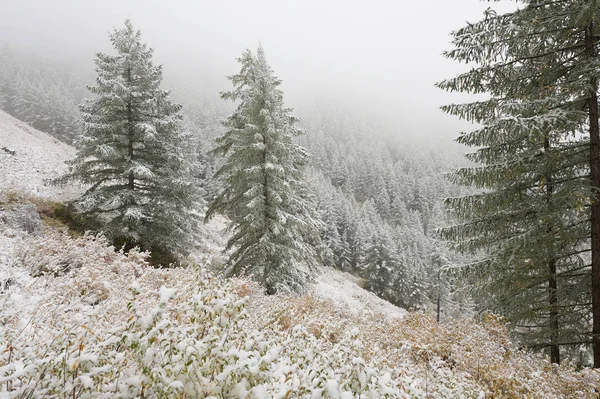 Montagnes, forêt enneigée d'hiver . — Photo