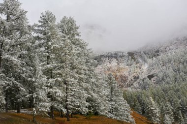 Dağlar, kış karlı ormanlar.