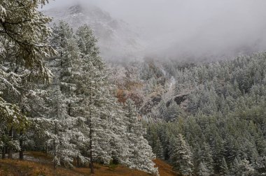 Dağlar, kış karlı ormanlar.