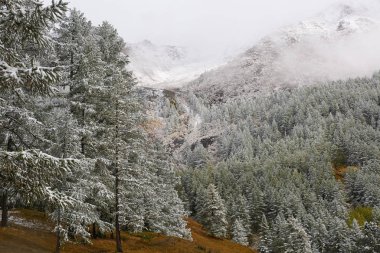 Dağlar, kış karlı ormanlar.