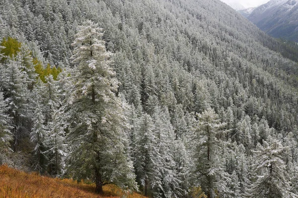 Berg, vinter snöig skog. — Stockfoto