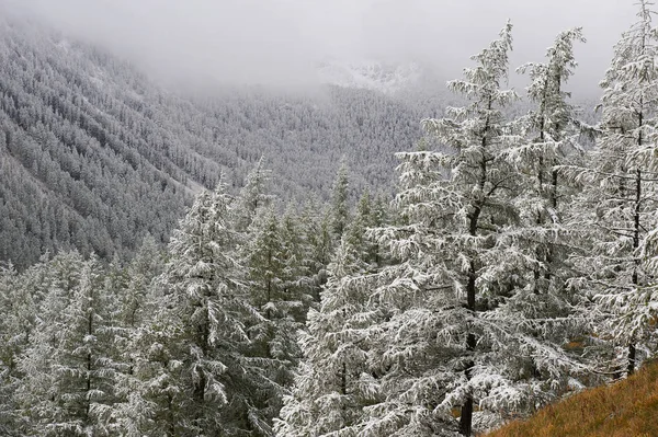 山、冬の雪の森. — ストック写真
