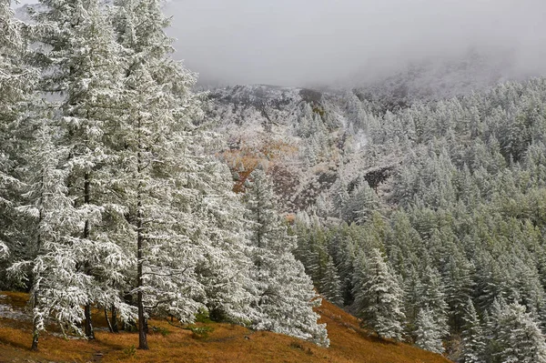 Dağlar, kış karlı ormanlar. — Stok fotoğraf