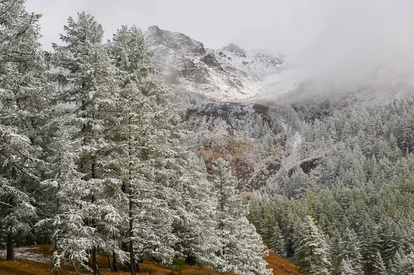 Dağlar, kış karlı ormanlar. — Stok fotoğraf