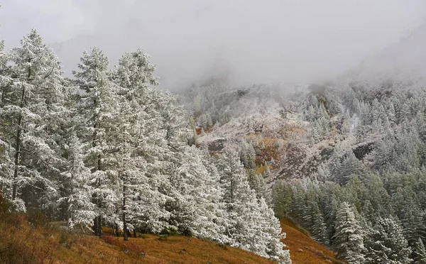 Bergen, winter besneeuwd bos. — Stockfoto