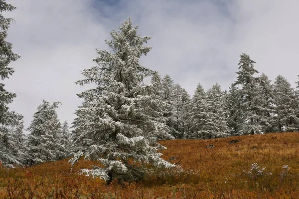 Гори, зимовий засніжений ліс . — стокове фото