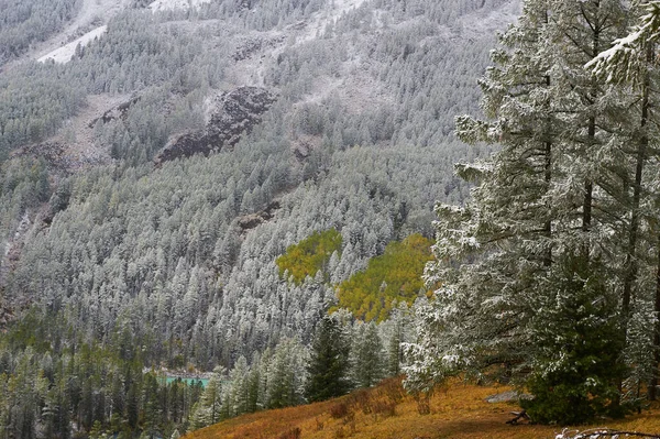 Berg, vinter snöig skog. — Stockfoto