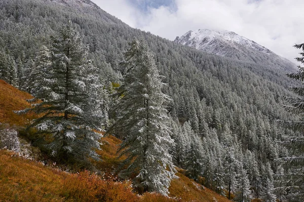 山、冬の雪の森. — ストック写真