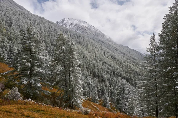 Berg, vinter snöig skog. — Stockfoto