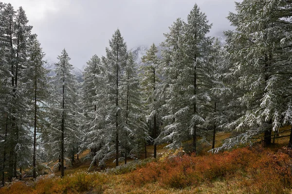 Berg, vinter snöig skog. — Stockfoto