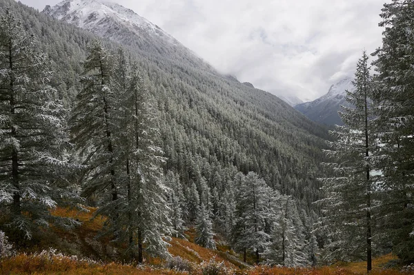 Montagne, inverno bosco innevato . — Foto Stock