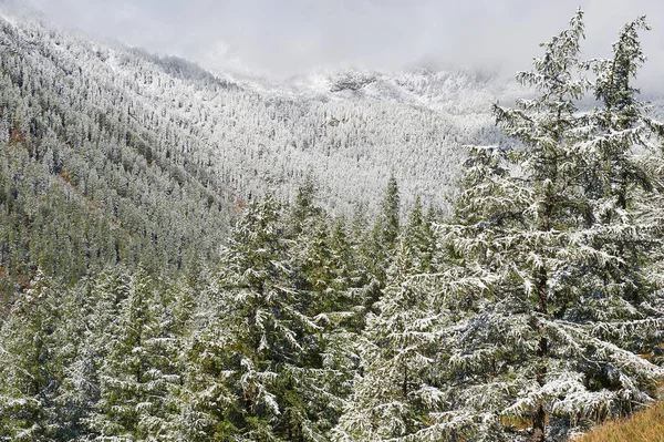 Lac Montagne Russie Sibérie Occidentale Altaï Montagnes Belle Forêt Hivernale — Photo